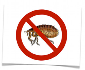 Your Guide To Getting Rid Of Fleas